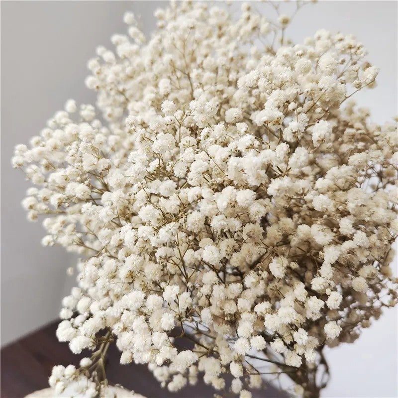 Bluejw Preserved Baby's Breath Flower – 1 Bundle (100-120g) of Natural Dried Plants for Wedding Bouquets, Handicraft Arrangements & Home Decor - Image 3