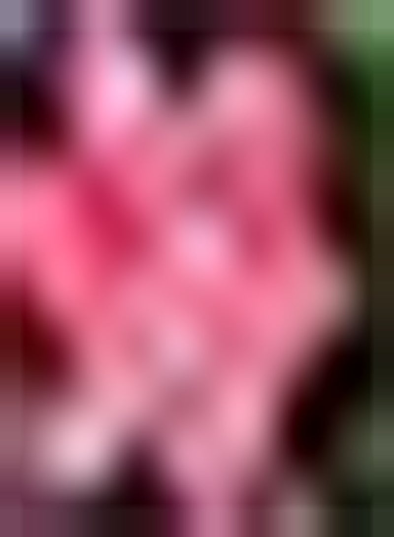 GGOOT 6pcs Pink Zephyranthes Seeds Heirloom Charming Decorations Garden Flower Seeds Be Given to Family Friends Good Ecological Effect Art Decoration - Image 2