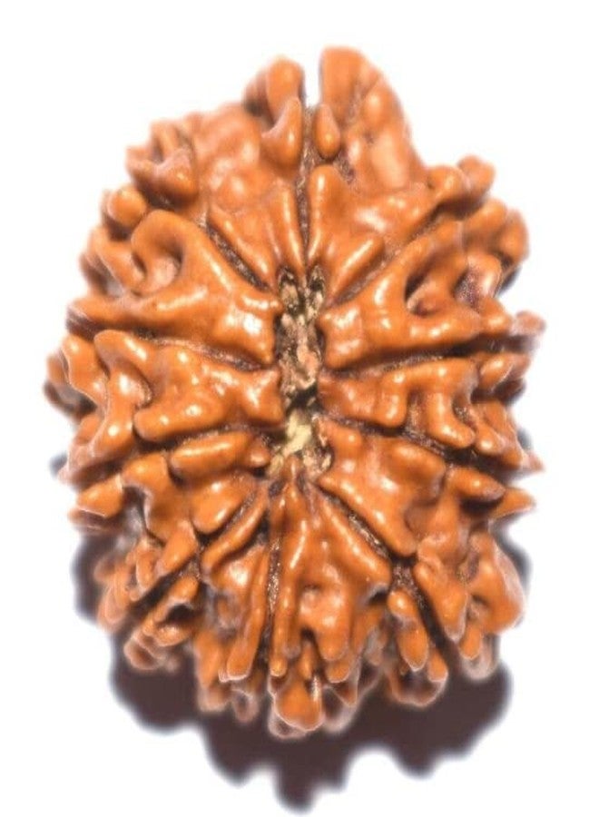 IRIS GEMS 11 Mukhi Rudraksha أصلي معتمد من نيبال 11 मुकी रुत्राक्ष Rudraksha Mala للرجال والنساء أصلي 11 وجه Rudraksha ग्यारह मुगी रुप्राक्ष Gyarah Mukhi Rudraksha Eleven Faced Rudraksha - Image 2