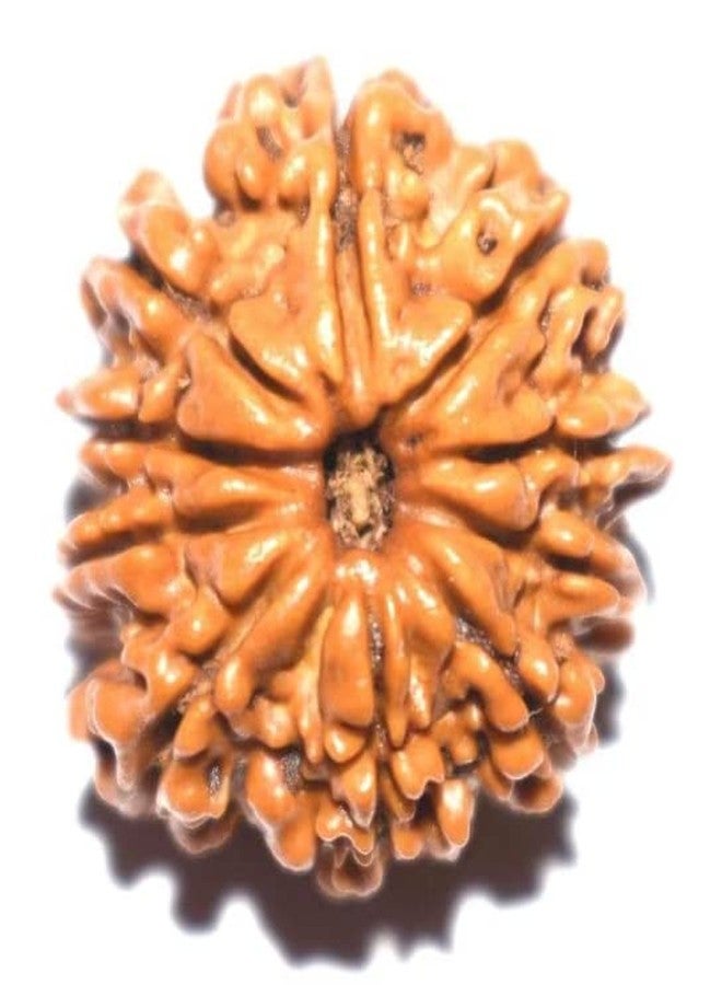 IRIS GEMS 11 Mukhi Rudraksha أصلي معتمد من نيبال 11 मुकी रुत्राक्ष Rudraksha Mala للرجال والنساء أصلي 11 وجه Rudraksha ग्यारह मुगी रुप्राक्ष Gyarah Mukhi Rudraksha Eleven Faced Rudraksha - Image 3