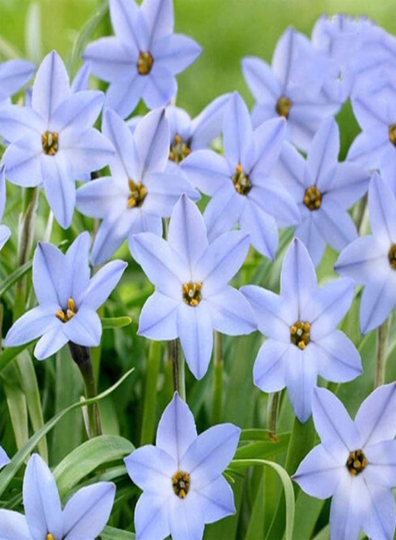 جي جوت 5 قطعة Lichtblauw Zephyranthes Bollen Hebben EEN Lange Levensduur Niet Veel Zorg nodig Voeg Kleur Toe aan Tuin Gemakkelijk Overleven Unieke Geur Bloei - Image 3