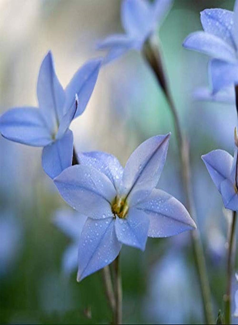 جي جوت 5 قطعة Lichtblauw Zephyranthes Bollen Hebben EEN Lange Levensduur Niet Veel Zorg nodig Voeg Kleur Toe aan Tuin Gemakkelijk Overleven Unieke Geur Bloei - Image 1