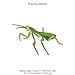 AENIMELY Large Praying Mantis Figurine Hollow Realistic Insect Bug Model Toy for Kids Educational Bug Toy for Science and Nature Learning - Image 4