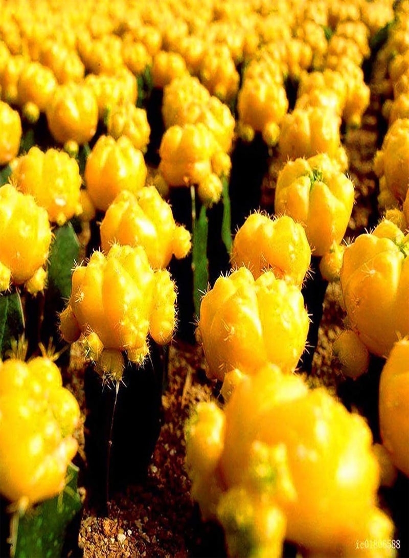 GGOOT Green Seeds, Safe and Harmless & Non-GMO,50Pcs/Bag Cactus Seeds Mini Easy Cultivating Yellow Desktop Bonsai Seed for Balcony - Cactus Seeds - Image 3