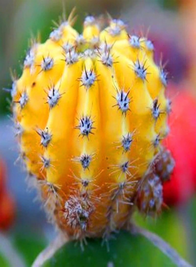 GGOOT Green Seeds, Safe and Harmless & Non-GMO,50Pcs/Bag Cactus Seeds Mini Easy Cultivating Yellow Desktop Bonsai Seed for Balcony - Cactus Seeds - Image 4