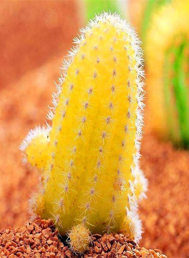GGOOT Green Seeds, Safe and Harmless & Non-GMO,50Pcs/Bag Cactus Seeds Mini Easy Cultivating Yellow Desktop Bonsai Seed for Balcony - Cactus Seeds - Image 1