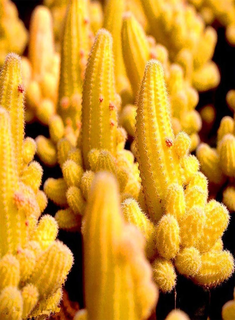 GGOOT Green Seeds, Safe and Harmless & Non-GMO,50Pcs/Bag Cactus Seeds Mini Easy Cultivating Yellow Desktop Bonsai Seed for Balcony - Cactus Seeds - Image 5