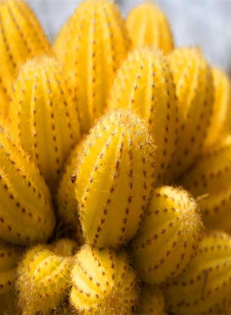 GGOOT Green Seeds, Safe and Harmless & Non-GMO,50Pcs/Bag Cactus Seeds Mini Easy Cultivating Yellow Desktop Bonsai Seed for Balcony - Cactus Seeds - Image 2