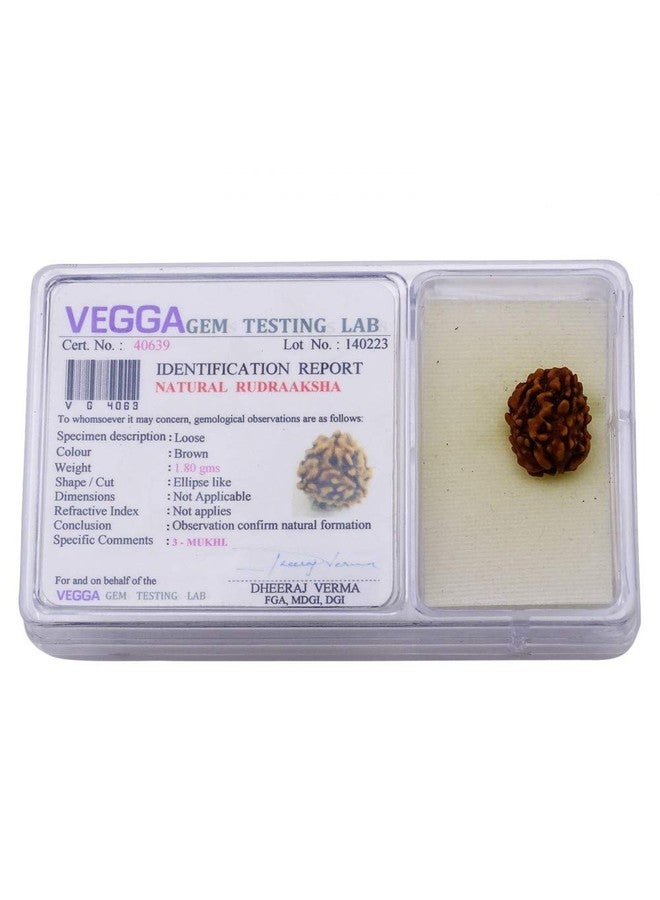 Numeroastro 3 Mukhi Natural & Genuine Lab Certified Rudraksha Beads (Pack of 1) - Image 3