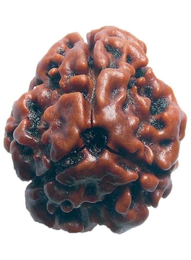 Numeroastro 3 Mukhi Natural & Genuine Lab Certified Rudraksha Beads (Pack of 1) - Image 1
