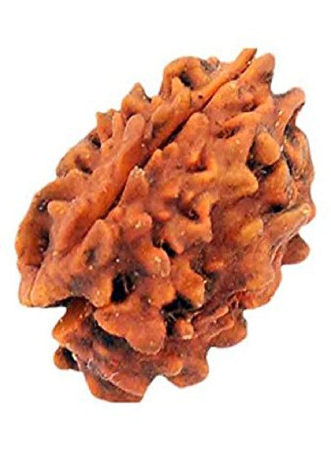 Numeroastro 3 Mukhi Natural & Genuine Lab Certified Rudraksha Beads (Pack of 1) - Image 2