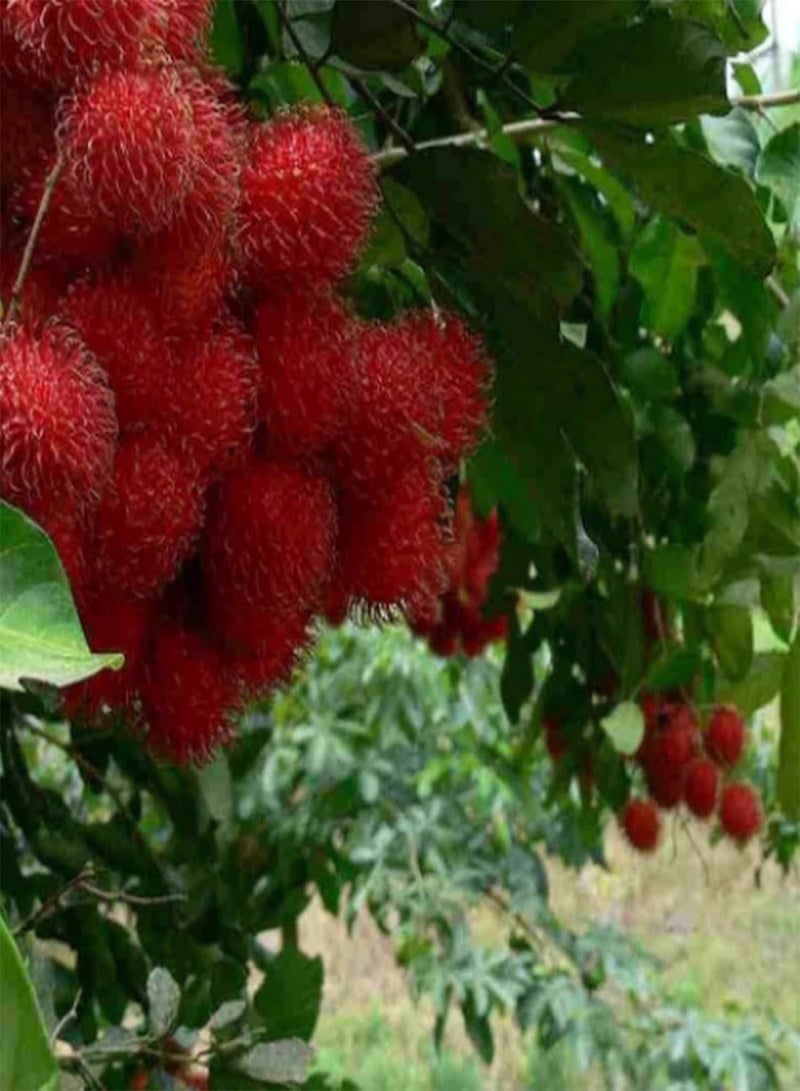 GGOOT Green Garden Flower Plants-15Pcs/Bag Seed Eco-Friendly Quick Germination Fresh Potted Nephelium Lappaceum Seeds for Home - Nephelium Lappaceum Seeds - Image 4