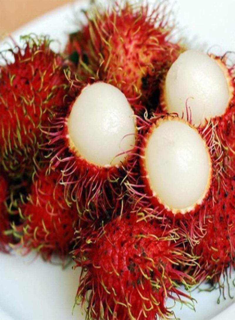 GGOOT Green Garden Flower Plants-15Pcs/Bag Seed Eco-Friendly Quick Germination Fresh Potted Nephelium Lappaceum Seeds for Home - Nephelium Lappaceum Seeds - Image 5