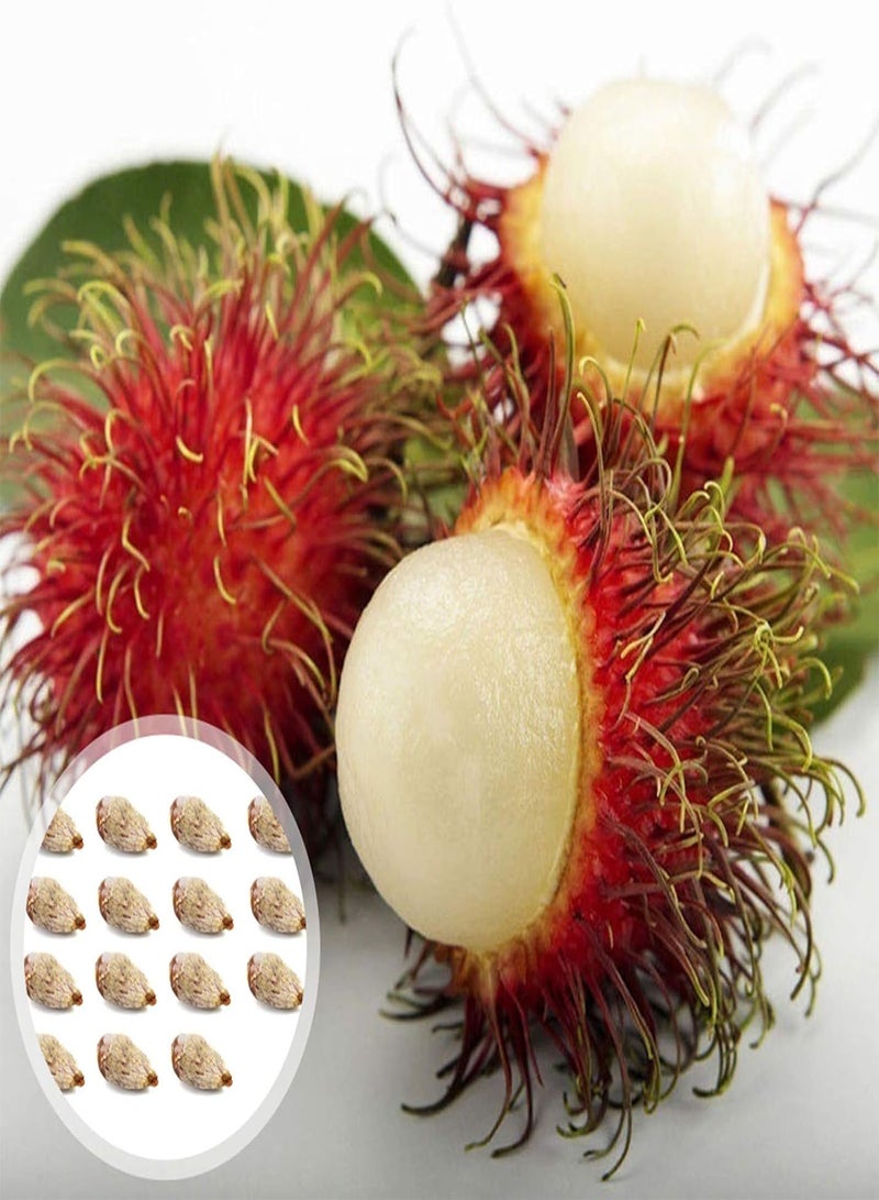 GGOOT Green Garden Flower Plants-15Pcs/Bag Seed Eco-Friendly Quick Germination Fresh Potted Nephelium Lappaceum Seeds for Home - Nephelium Lappaceum Seeds - Image 1