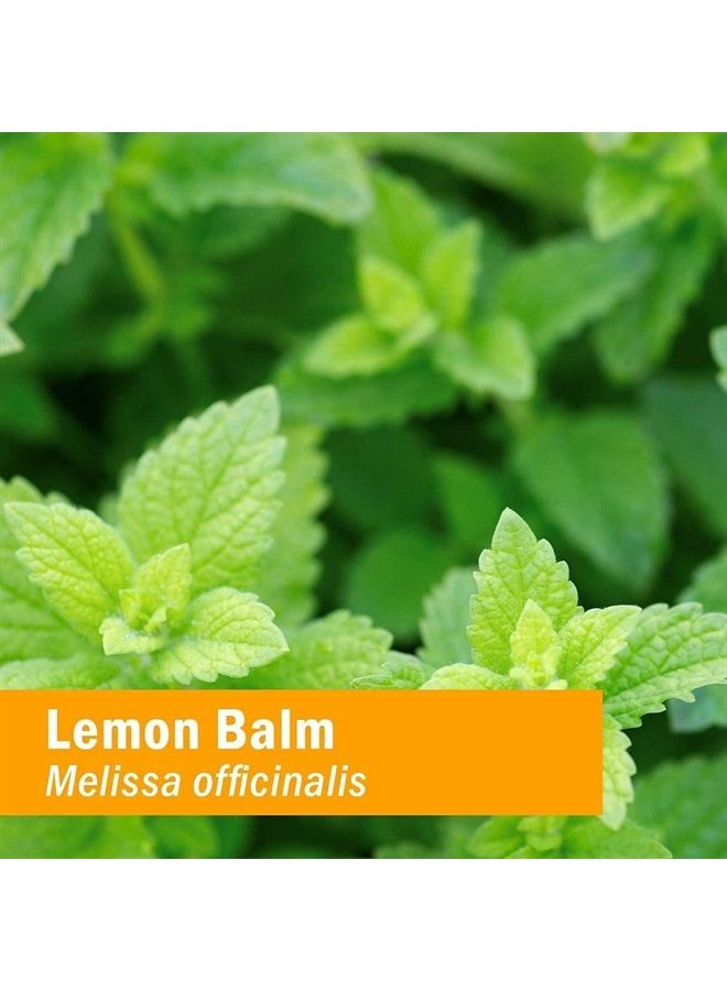 HERB PHARM Kids Certified-Organic Alcohol-Free Lemon Balm Calm Liquid Extract, 1 Ounce (GLKLEMON01) - Image 3