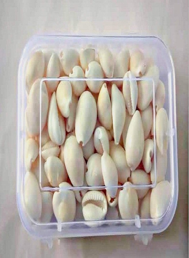 Jayam Traditional جايام بالانكوزهي التقليدي مع الأصداف والصندوق/داياكاتاي/باتشيكالو باسا - Image 4