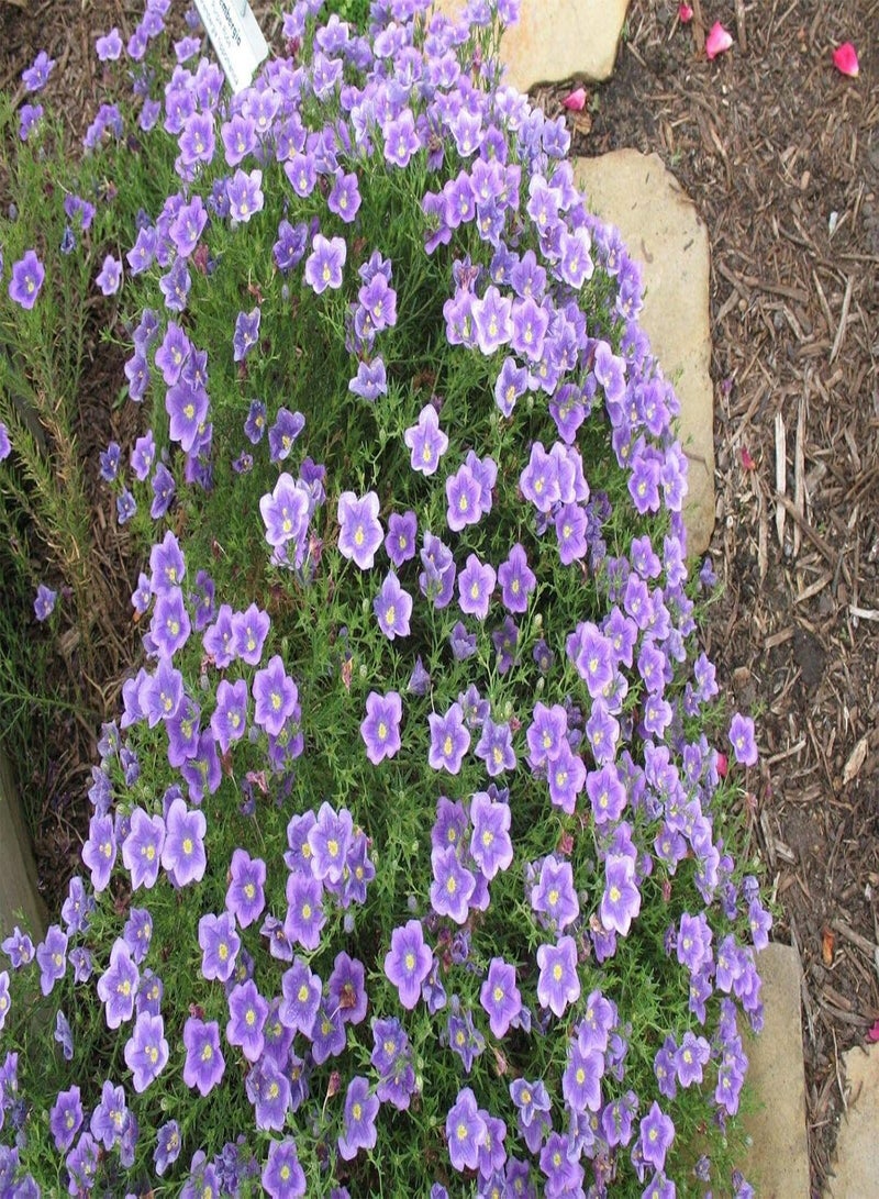 GGOOT Nierembergia Purple Robe, Approx. x25 Seeds Fairy Flower Seeds