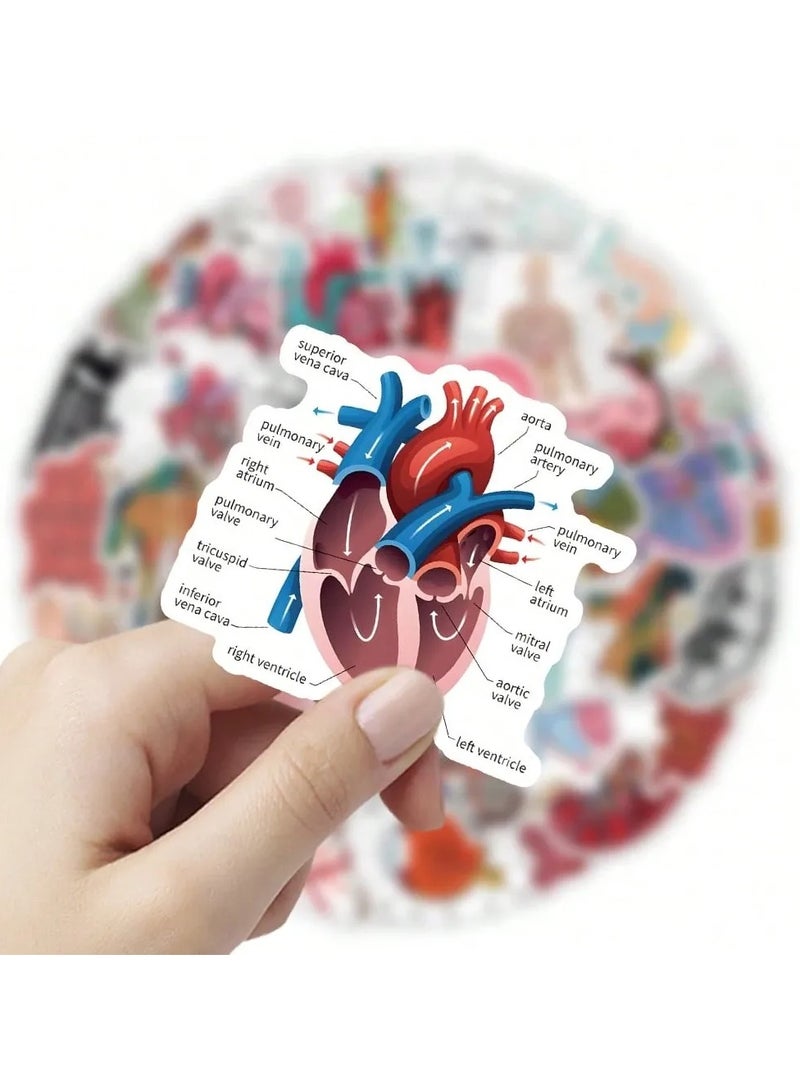 Anatomical Educational Sticker Pack - 50 Unique Designs for Medical Students - Image 3