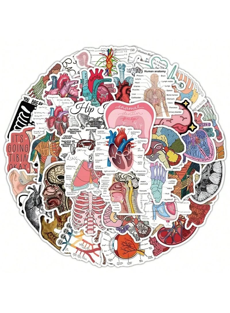 Anatomical Educational Sticker Pack - 50 Unique Designs for Medical Students - Image 2