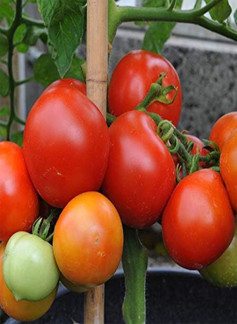 GGOOT seeds Fresh 100 pcs Tomato Vegetable Seeds for Planting Mixed 4