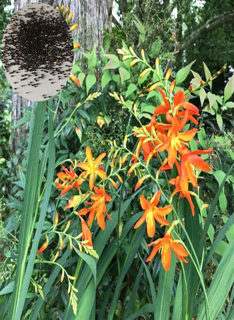 GGOOT 100Pcs/Set Realgar Perennial Seeds Bloom Bright Full Sun Seeds Garden Yellow - Image 1