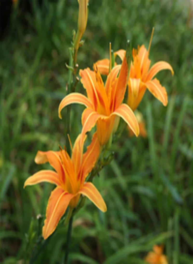 GGOOT 100Pcs/Set Realgar Perennial Seeds Bloom Bright Full Sun Seeds Garden Yellow - Image 4