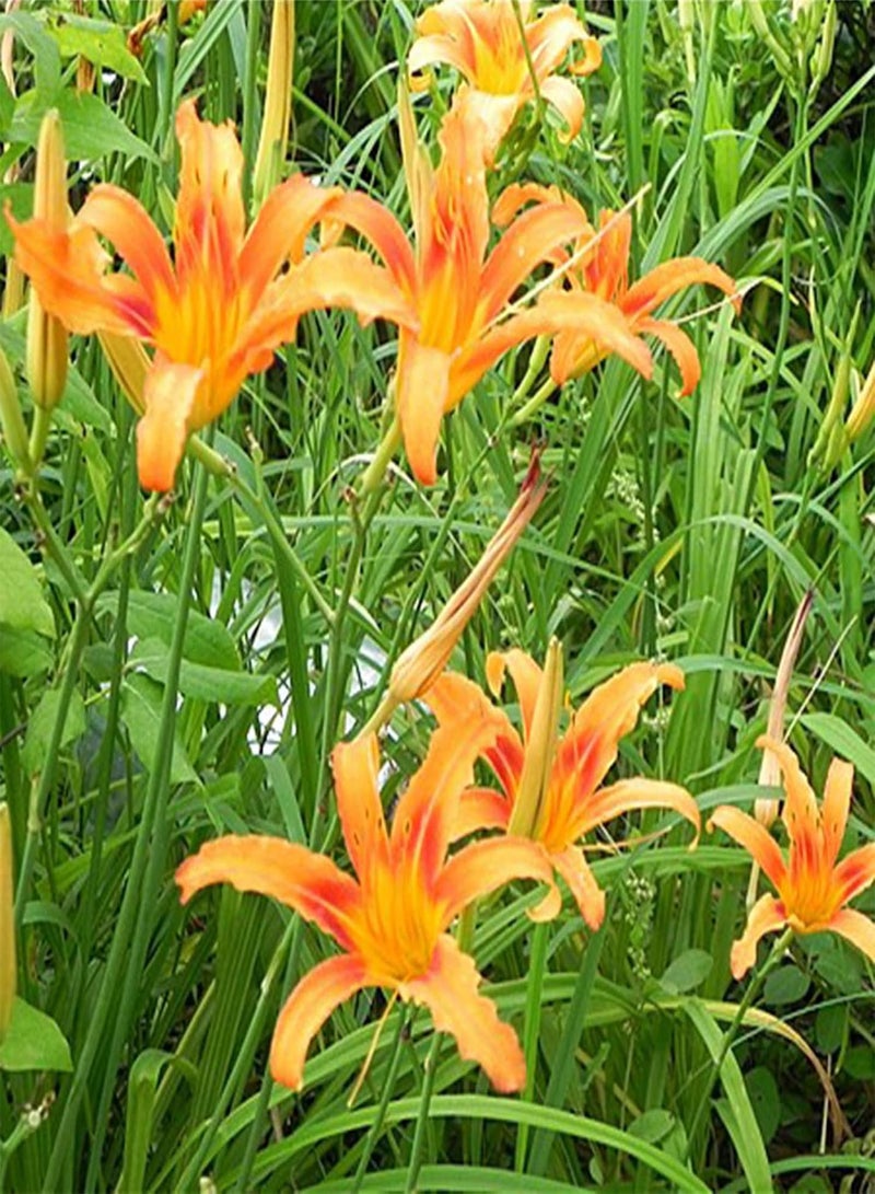 GGOOT 100Pcs/Set Realgar Perennial Seeds Bloom Bright Full Sun Seeds Garden Yellow - Image 5