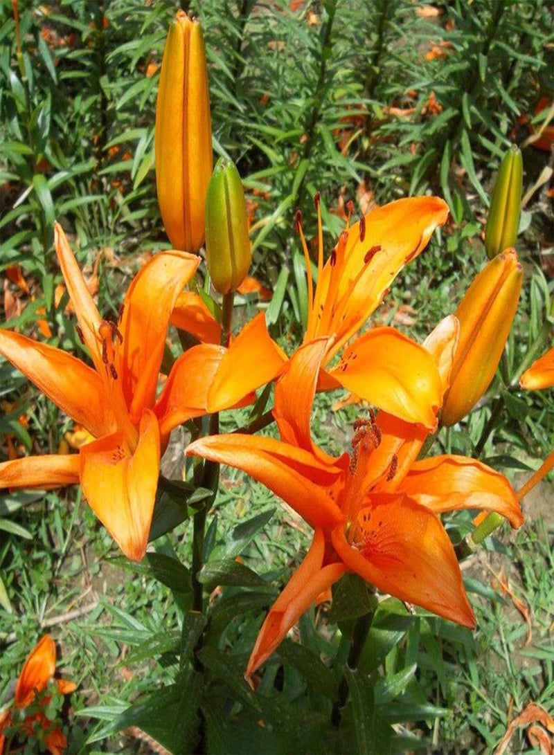 GGOOT 100Pcs/Set Realgar Perennial Seeds Bloom Bright Full Sun Seeds Garden Yellow - Image 2