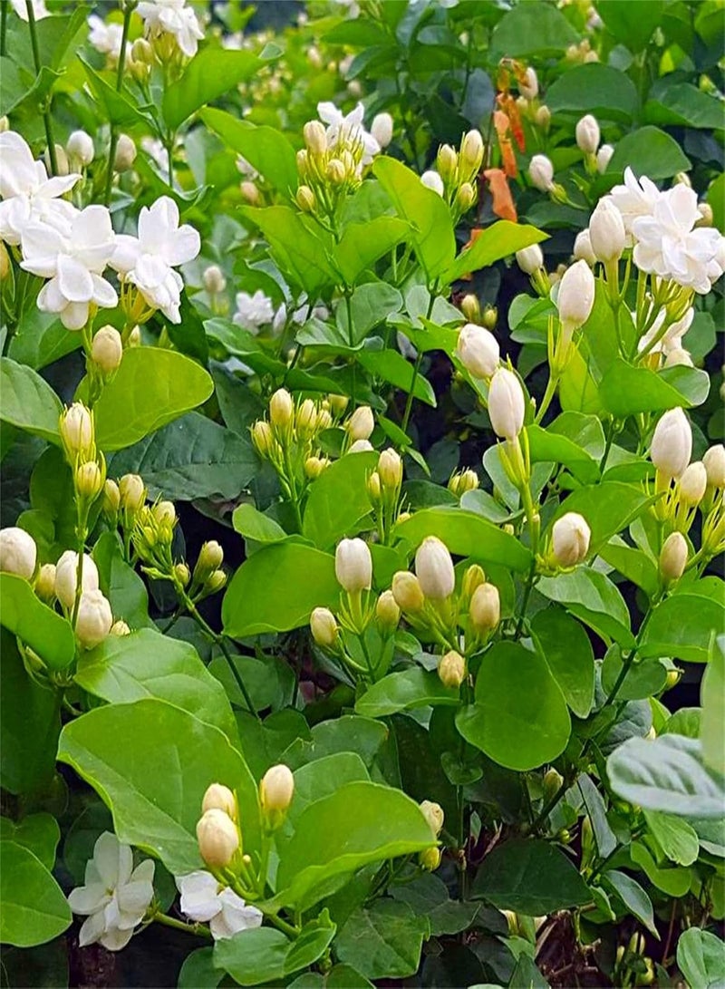 GGOOT Rare Growing Jasmine Seeds Bee Beautiful Wild Flowers Seeds Bees Butterflies Grows Quickly Fresh Rare Species Garden Decoration Plants Marvel at Enchanting Flowers-300 pcs  - Image 2