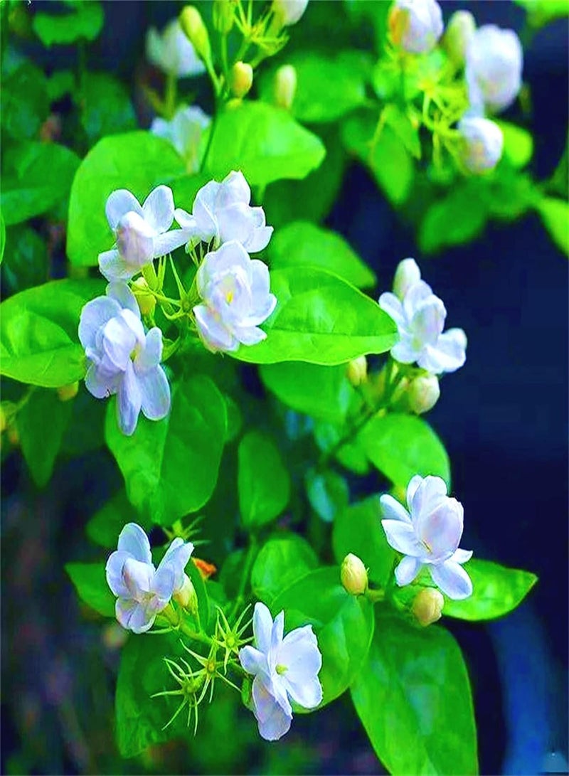 GGOOT Rare Growing Jasmine Seeds Bee Beautiful Wild Flowers Seeds Bees Butterflies Grows Quickly Fresh Rare Species Garden Decoration Plants Marvel at Enchanting Flowers-300 pcs  - Image 1