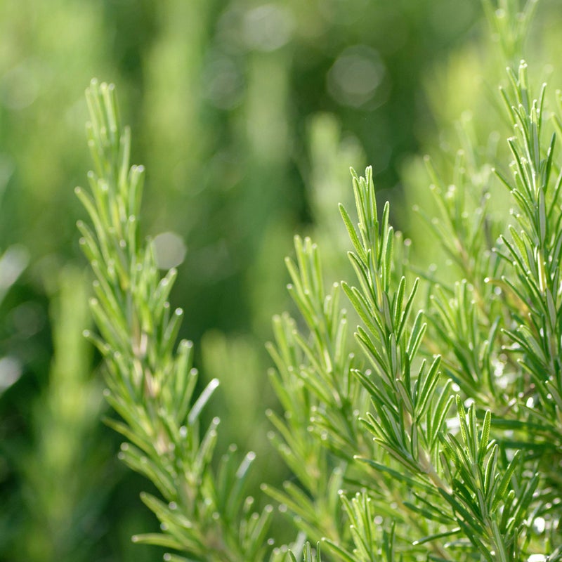 Weleda Men's 24H Roll-On Deodorant, 1.7 Fluid Ounce, Plant Rich Odor Protection with Licorice Root and Witch Hazel, No Aluminum Salts - Image 3