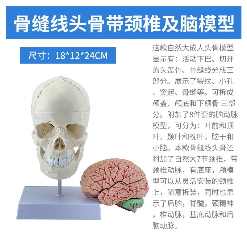 1 To 1 Head Human Skull Natural Large Adult Skull Teaching Medical Beauty Skull Skull Skull Model - Image 1