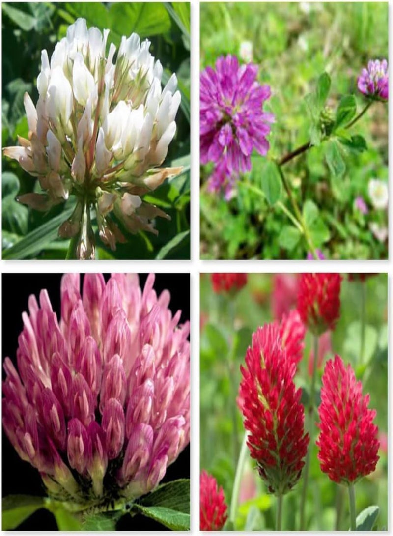 GGOOT Mix Clover White red Seeds Crimson Micro Mix and Match 4 Types of Clover Wild Flower (3g) 