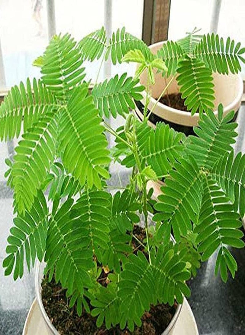GGOOT 50Pcs Mimosa Seeds Beautiful Cut Flower Bouquets Become Charming Scenery in Home Suitable for Planting in Garden Green Space - Image 2
