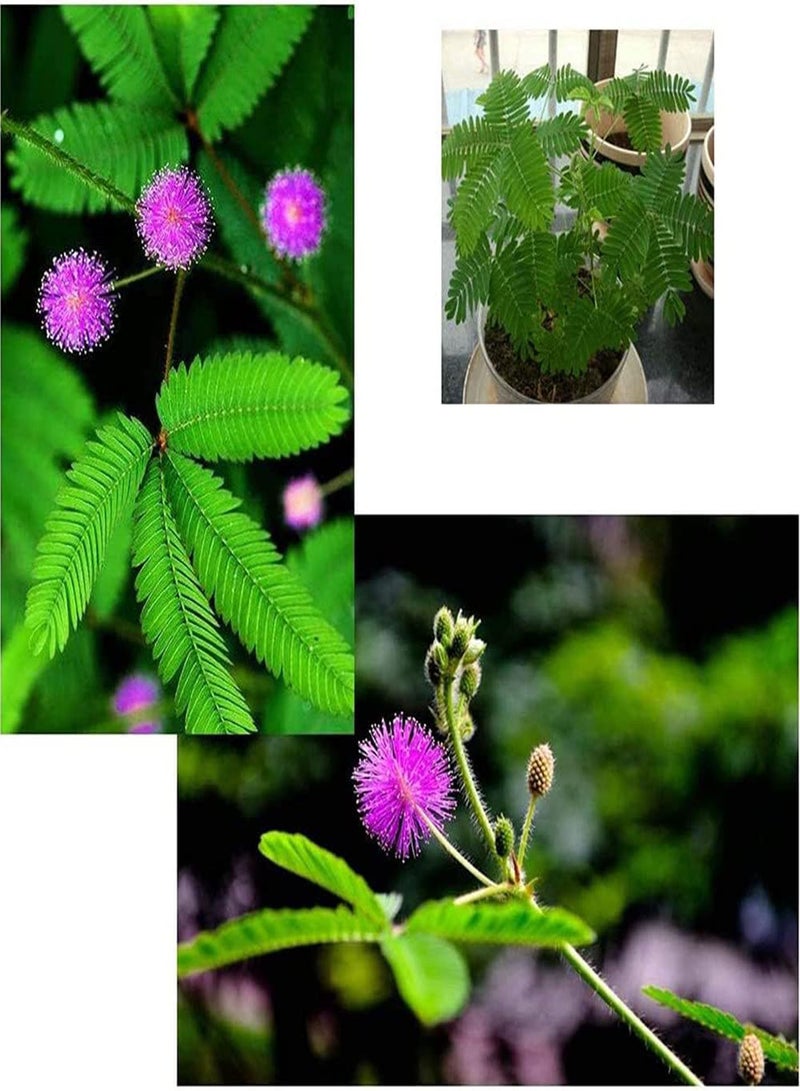 GGOOT 50Pcs Mimosa Seeds Beautiful Cut Flower Bouquets Become Charming Scenery in Home Suitable for Planting in Garden Green Space - Image 1