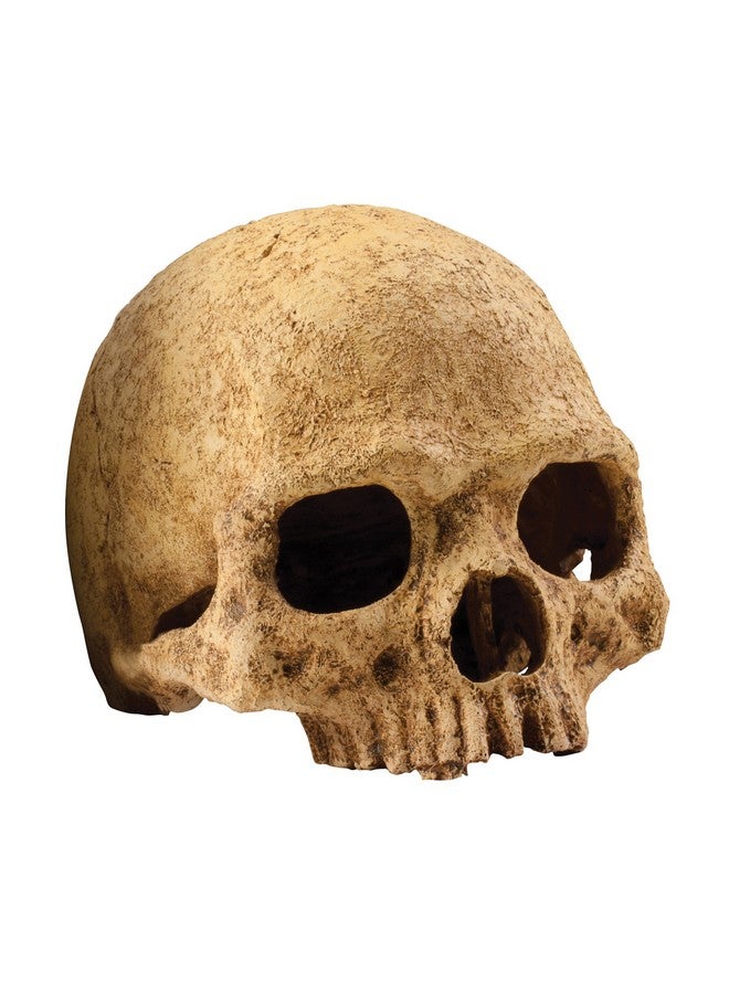 إكسو تيرا حوض أسماك إكسو تيرا جماجم الرئيسيات D - Image 1