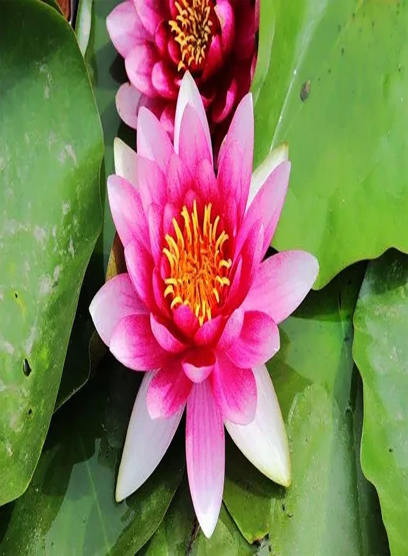 GGOOT 10pcs rosafarbene Lotus Samen Teichpflanzen Zierblumen bringen Farbe in den Garten schaffen eine gemütliche ländliche Umgebung Perfekt für Neulinge  - Image 2
