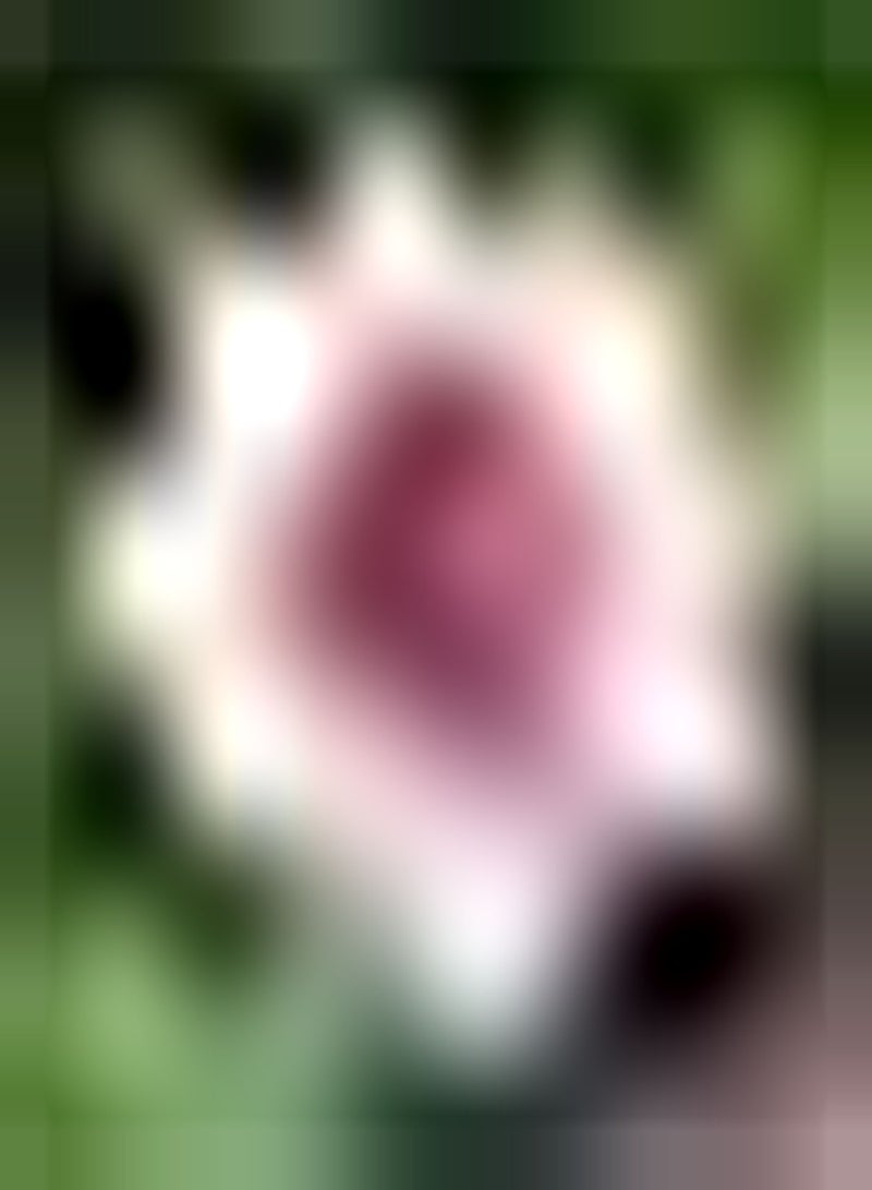 GGOOT 10pcs rosafarbene Lotus Samen Teichpflanzen Zierblumen bringen Farbe in den Garten schaffen eine gemütliche ländliche Umgebung Perfekt für Neulinge  - Image 1