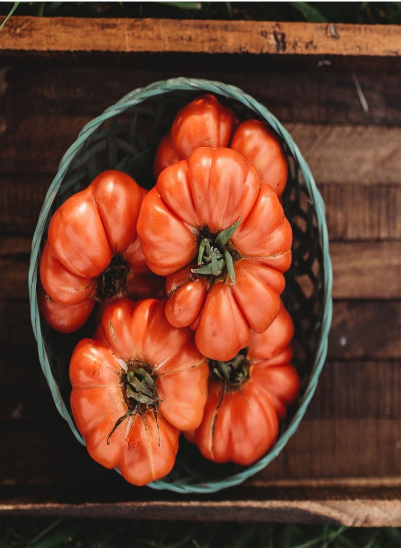 GGOOT Costoluto Genovese Tomato - 50 Seeds - Italian Scalloped Tomato Variety, Non-GMO Heirloom Paste Tomato Seeds for Planting in The Home Garden, Thresh Seed Company  - Image 1