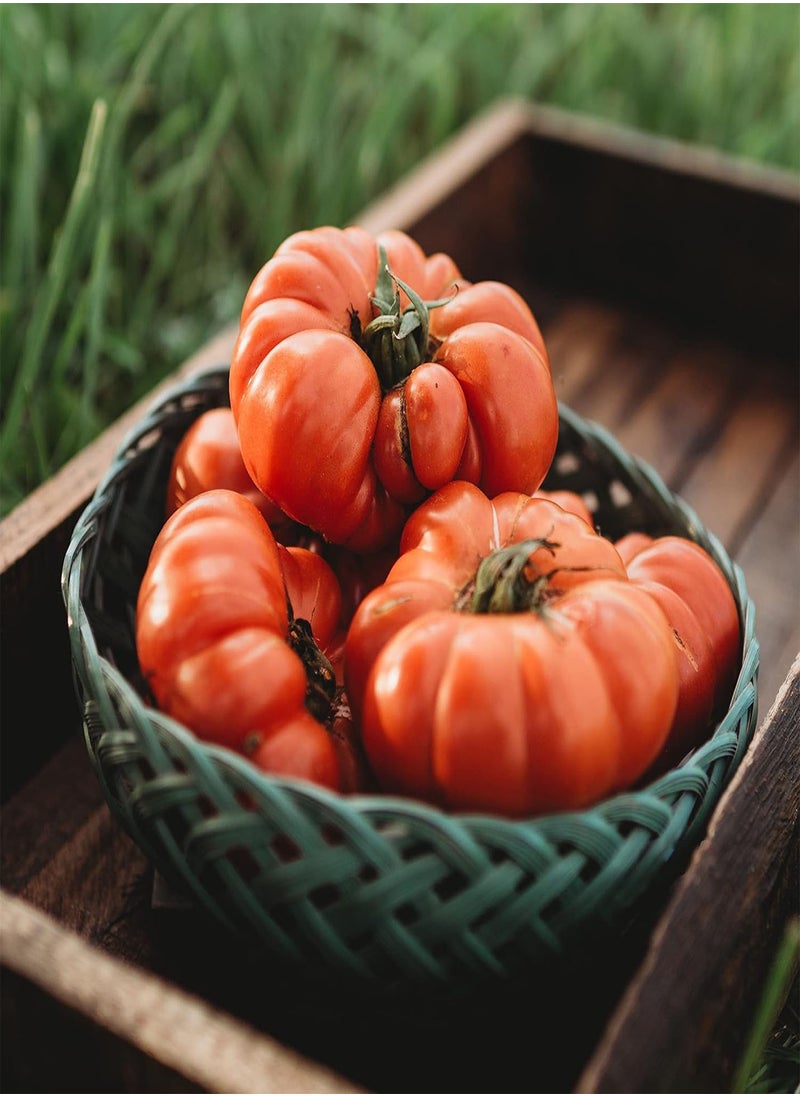 GGOOT Costoluto Genovese Tomato - 50 Seeds - Italian Scalloped Tomato Variety, Non-GMO Heirloom Paste Tomato Seeds for Planting in The Home Garden, Thresh Seed Company  - Image 2
