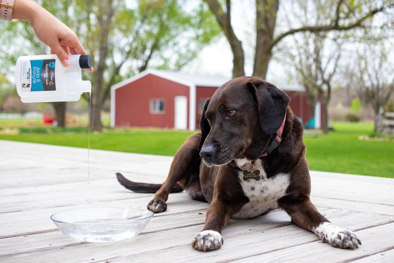 Hyalogic HyaFlex Pro Pure (8 fl oz) - Canine Hyaluronic Acid & Zinc Dog Supplement - Joint & Immune Dog Health Supplies - Liquid Canine Joint Supplement - Promotes Healthy Cartilage & Flexibility - Image 3