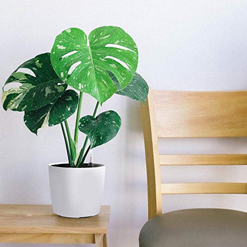 KINJOEK 5 Packs 7 Inch Self Watering Pot with Water Level Indicator, Modern Garden Decorative White Flower Pot, Flowers, African Violets, Succulents, White - Image 5