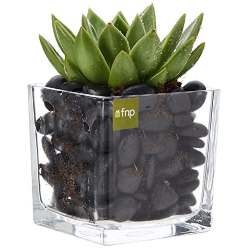 Echeveria Plant in Square Vase Green Succulent Indoor Decor Home Office Desk Plant 3 PCS Setmic Planter - Image 1