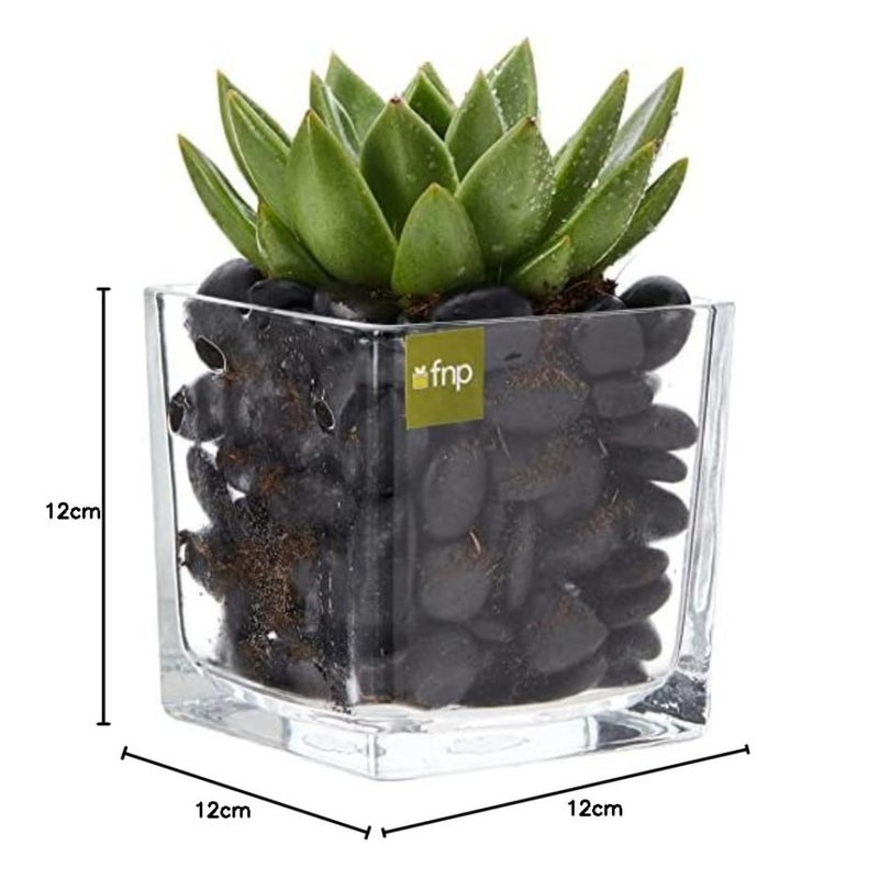 Echeveria Plant in Square Vase Green Succulent Indoor Decor Home Office Desk Plant 3 PCS Setmic Planter - Image 5