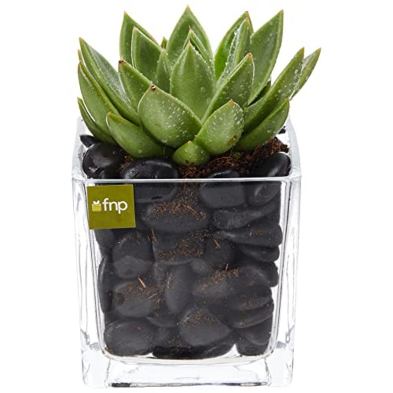 Echeveria Plant in Square Vase Green Succulent Indoor Decor Home Office Desk Plant 3 PCS Setmic Planter - Image 2