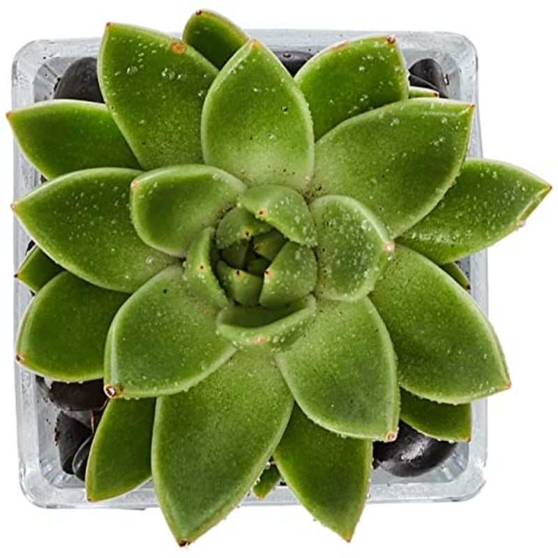 Echeveria Plant in Square Vase Green Succulent Indoor Decor Home Office Desk Plant 3 PCS Setmic Planter - Image 3