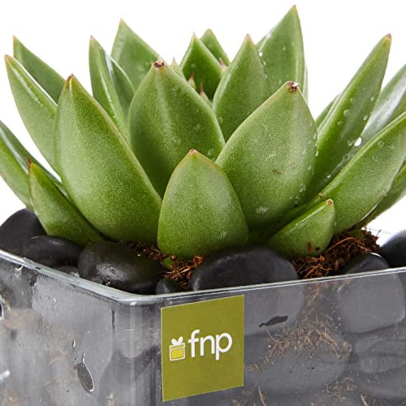 Echeveria Plant in Square Vase Green Succulent Indoor Decor Home Office Desk Plant 3 PCS Setmic Planter - Image 4