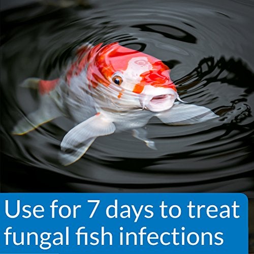 API POND PIMAFIX Antifungal Pond Fish Infection Remedy 64-Ounce Bottle - Image 3