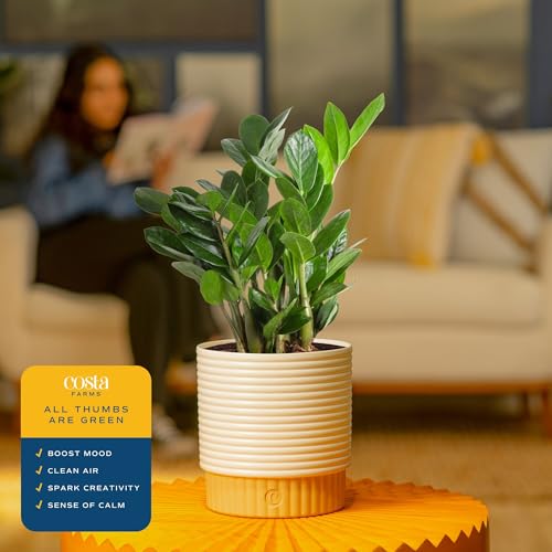 Costa Farms ZZ Live Plant in Decorative Pot, Easy to Maintain, Air Purifying Indoor Houseplant, Perfect for Home, Room, or Office Decor, Great House Warming or Birthday Gift, 12-20 Inches Tall - Image 5