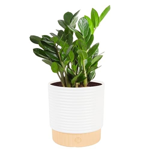 Costa Farms ZZ Live Plant in Decorative Pot, Easy to Maintain, Air Purifying Indoor Houseplant, Perfect for Home, Room, or Office Decor, Great House Warming or Birthday Gift, 12-20 Inches Tall - Image 1